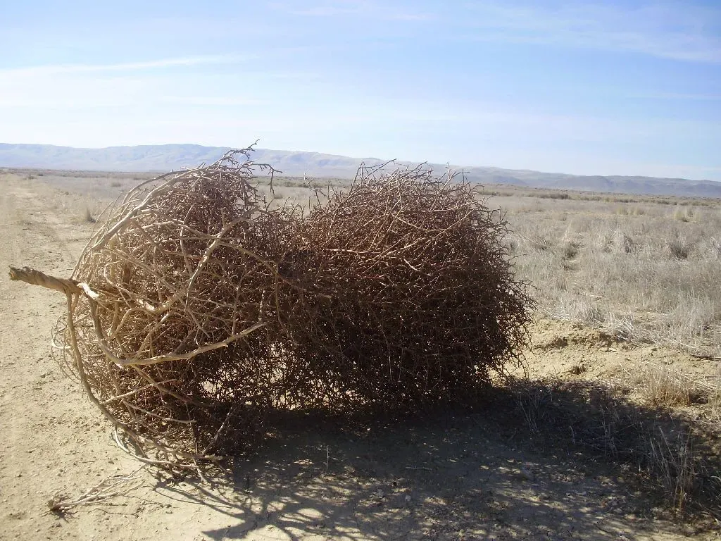 Tumbleweed